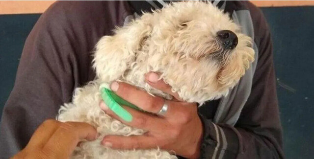 Robó caniche  para dárselo  a su novia en  San Valentín