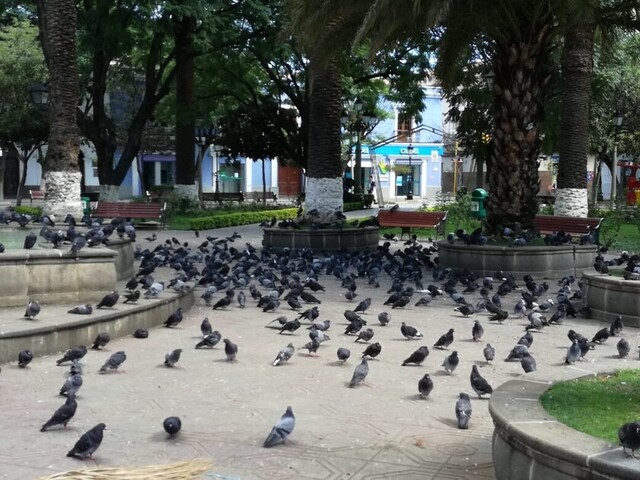 Animalistas se organizan para alimentar a las palomas