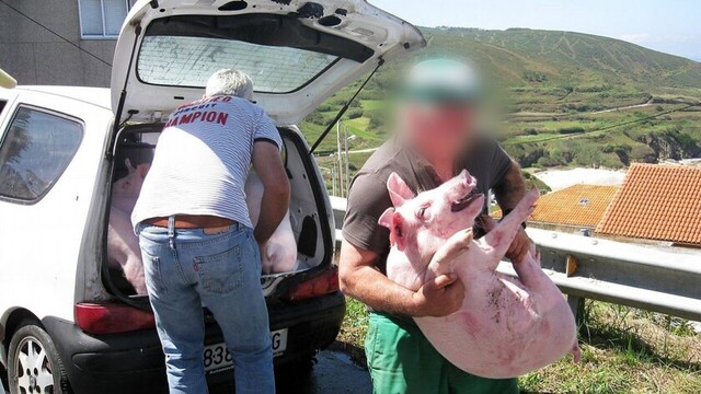 Caen dos sujetos en flagrancia por abigeato