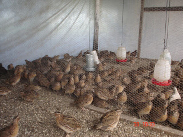 Granja de codorniz en Tarija niega cierre por cuarentena
