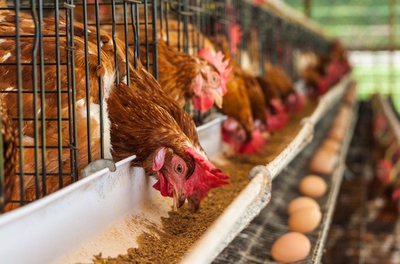 Demanda acaba con los 100 mil huevos diarios que llegan a Tarija