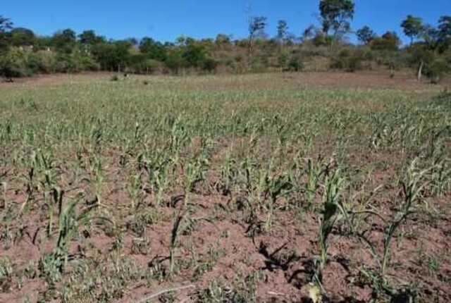 Maíz transgénico pone en riesgo la cultura y variedad alimenticia