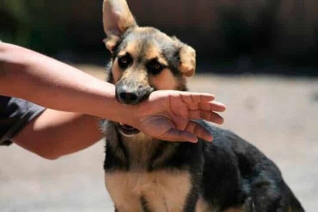 Niña fue a la tienda y la atacaron varios perros