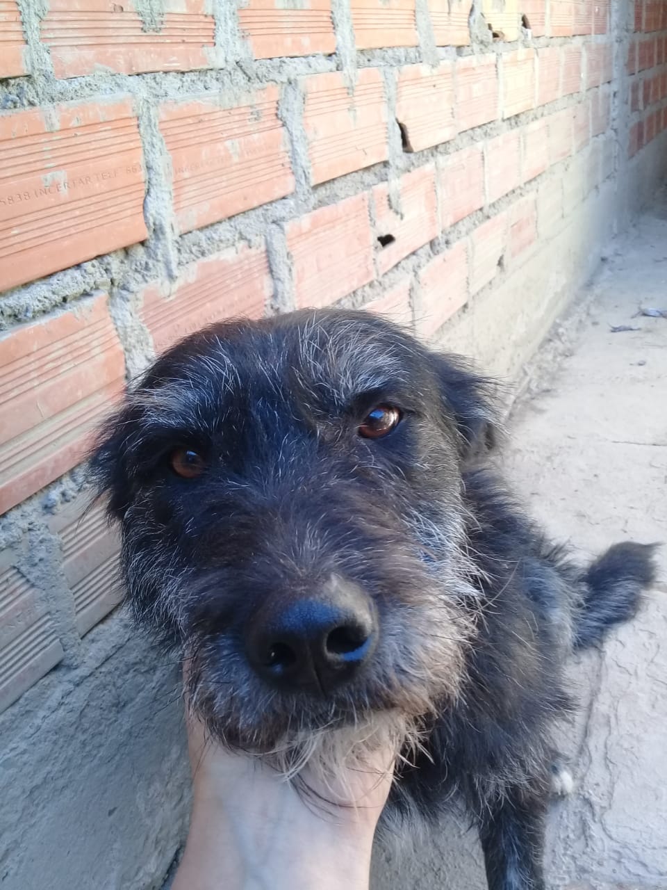 El cariñoso y sociable PANCHO