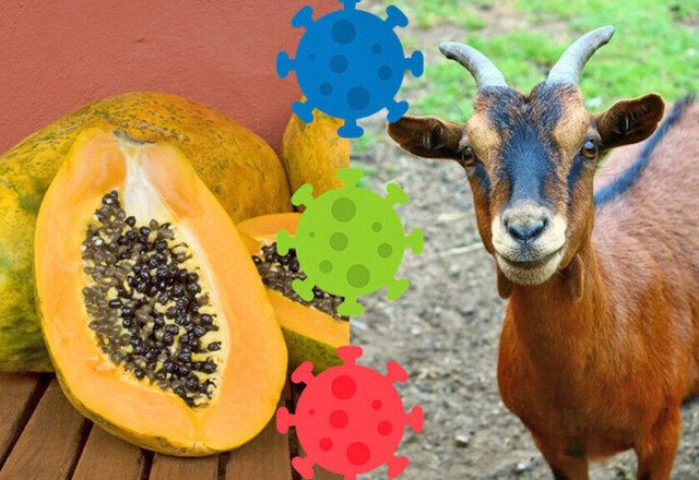 Una papayas y una cabra dan positivo a Covid-19