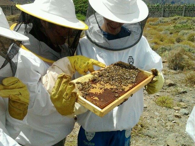 Transgénicos amenazan la producción de miel