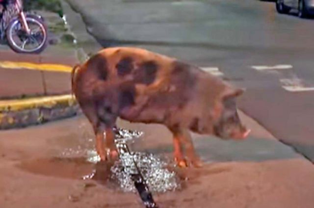 Chancho salió  a pasear en el  centro de Paraná