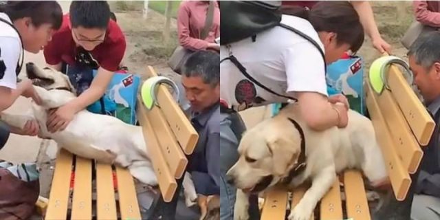 Un perro con  sobrepeso se  atoró en banco 