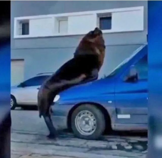 Lobo marino se trepó a un auto estacionado 