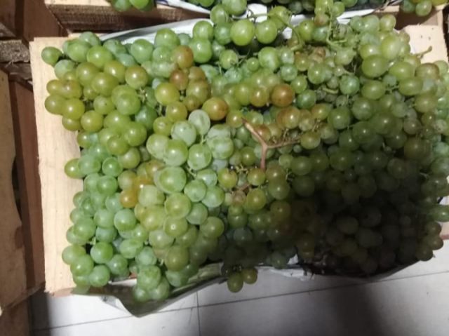 Producción de uva baja pero continúa pese a la cuarentena