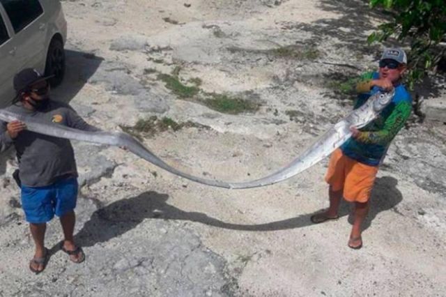 México: El extraño caso del pez sable, símbolo de catástrofes naturales