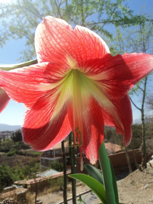 La leyenda que custodia a la tradicional flor de amancaya 
