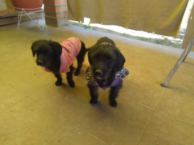 TANIA Y DALIA, la mejor compañía