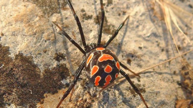 Se dejan picar  con araña para ser Spider-Man
