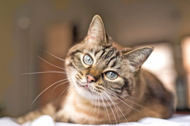 Mujer muere luego de ser lamida por gato