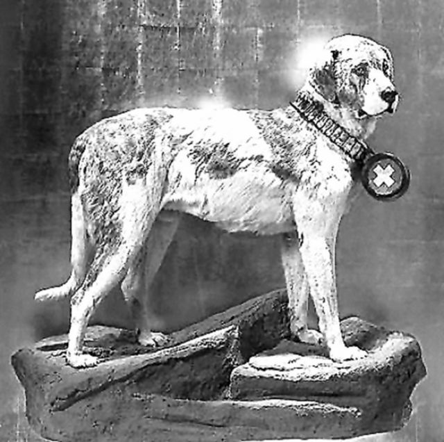 Barry, el perro de rescate