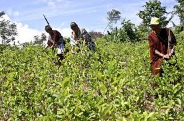 Gobierno anuncia erradicación de coca en los parques nacionales