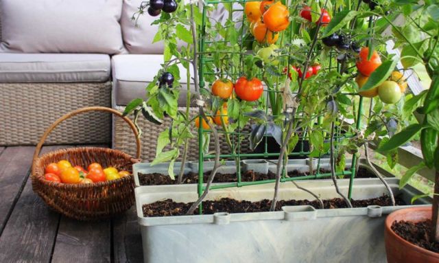 7 claves para empezar un huerto en casa