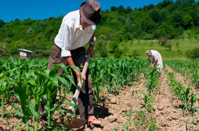 Bajos precios reducen en 50% los ingresos de los campesinos en Tarija