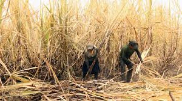 Zafra en Bermejo inicia la primera quincena de agosto según contrato