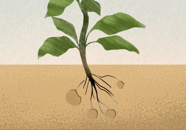 La urgencia de evitar una crisis alimentaria