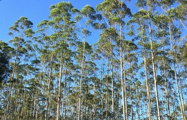 Conade alerta que gobierno pretende reforestar la Amazonia con eucalipto trasngénico