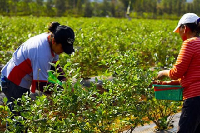 Gobierno dispondrá Bs 45,1 millones para plantaciones de frutas en seis departamentos