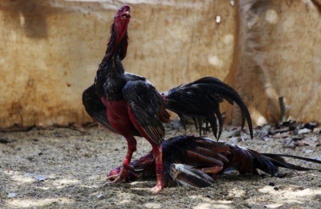 Las “riñas de gallos”, el origen de  una práctica sanguinaria en Tarija 