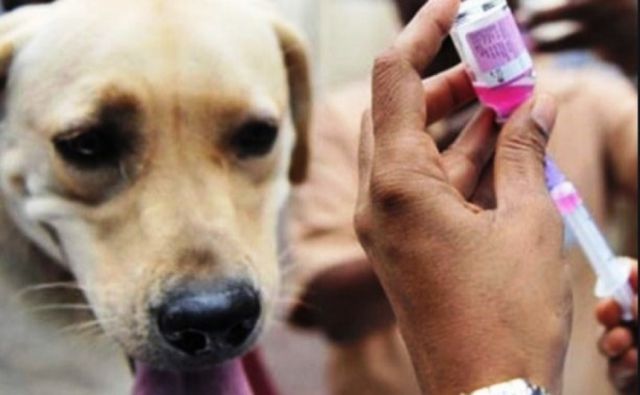 Salud anuncia campaña de vacunación antirrábica para Bolivia