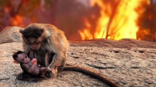El infierno de El Pantanal, el  mayor humedal del mundo 