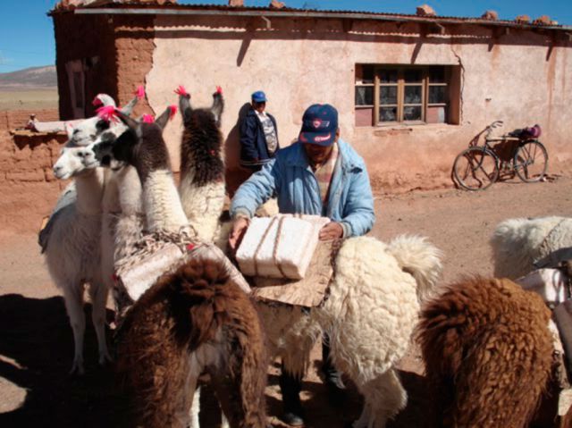 Estiaje y poco forraje afligen a los productores de llamas en Tarija
