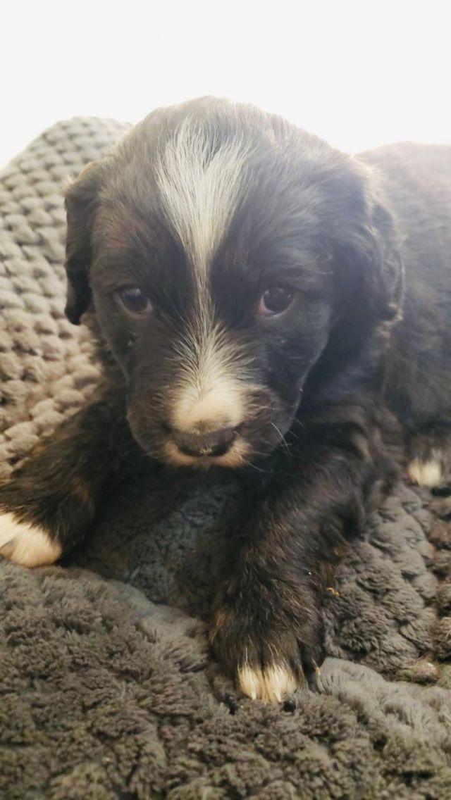 Cachorra de Ámbar