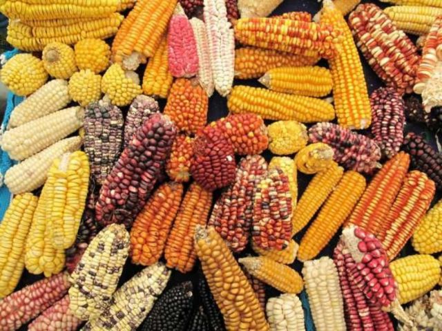 10 argumentos de réplica contra el agronegocio y sus transgénicos en Bolivia