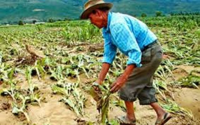 El 92% de las unidades productivas en Bolivia pertenece a la agricultura familiar