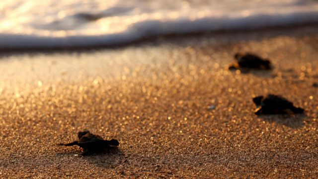  Un insólito número de tortugas marinas llega a las playas del Líbano gracias a la pandemia de coronavirus 