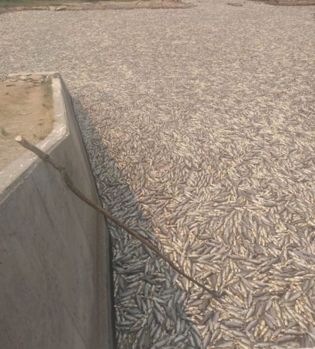 Mira en este video cuál fue la causa de la muerte de miles de peces en el Pilcomayo 