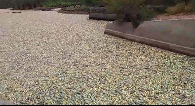 Muerte de peces en Bañado La Estrella afectará en un 28% a la pesca nacional