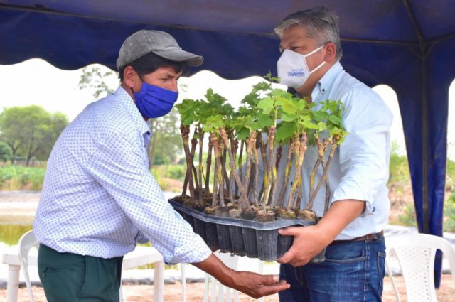 Entregan  plantines  de vid a 30 productores