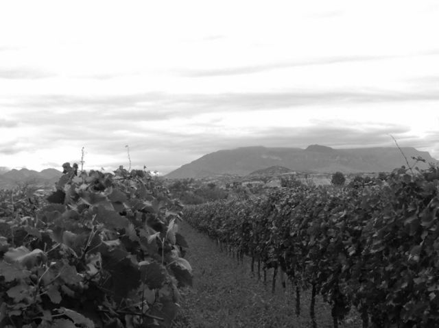 Viñedos