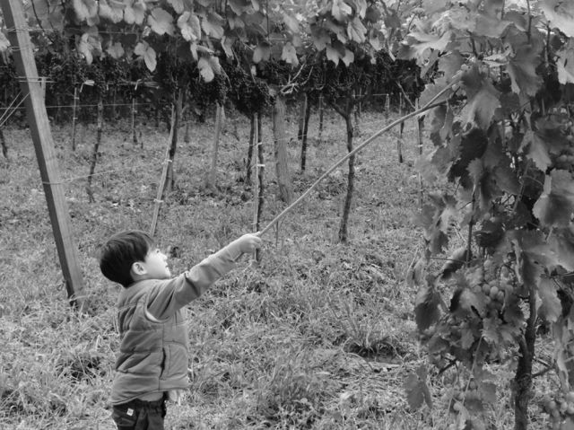 Viñedos