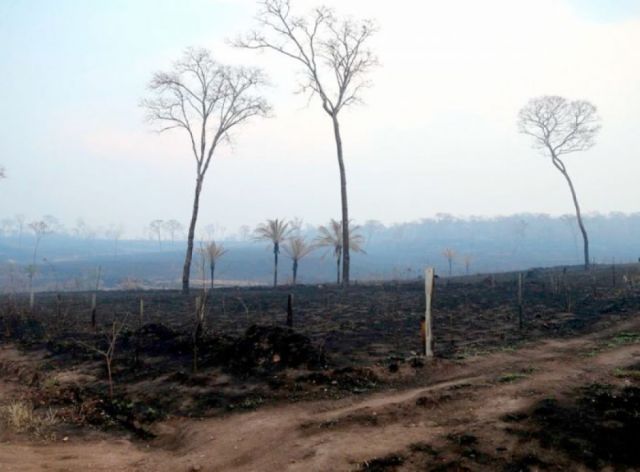 Gobierno informa que se extinguió el fuego en el parque Noel Kempff en Santa Cruz
