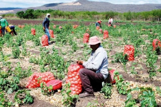 El Puente demanda plan que ayude al comercio agrícola