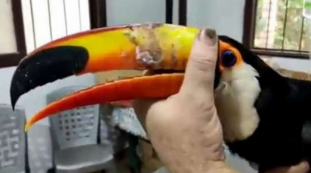 Muere Tuki Tuki con la agonía de los animales silvestres en Bolivia