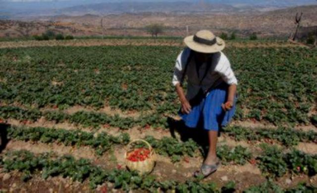 Prosol llegará a más de 14.000 familias este año en Tarija