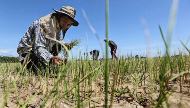 Sequía afecta a ganaderos de Padcaya-Tarija