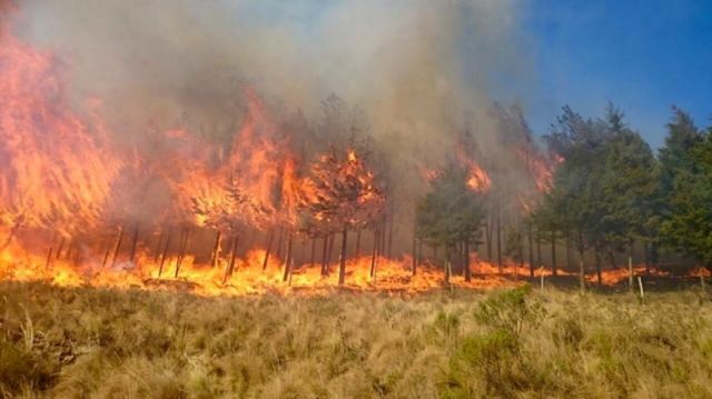 Focos de calor en el país bajaron de 3.128 a 1.377 