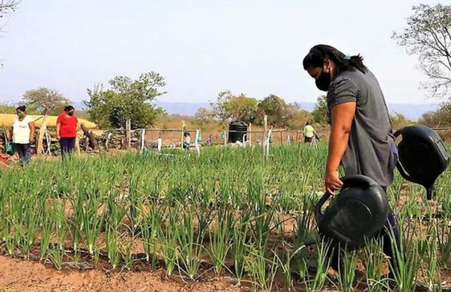 Implementan más de 40 huertos urbanos en Yacuiba