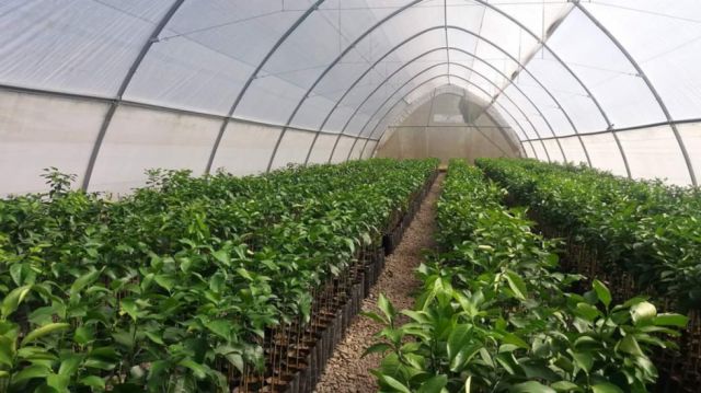 Sedag de Tarija desarrolla cinco cultivos in vitro para mejorar producción agrícola