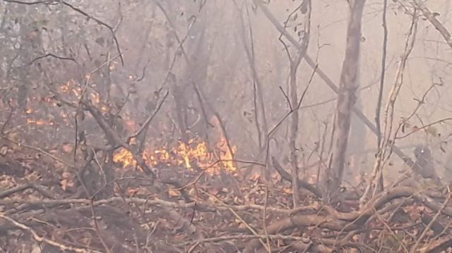 Vientos impiden sofocar el fuego, hay más de 1200 hectáreas afectadas 