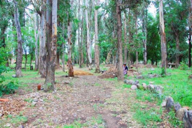 Aprueban una ley para preservar la arboleda de Tarija